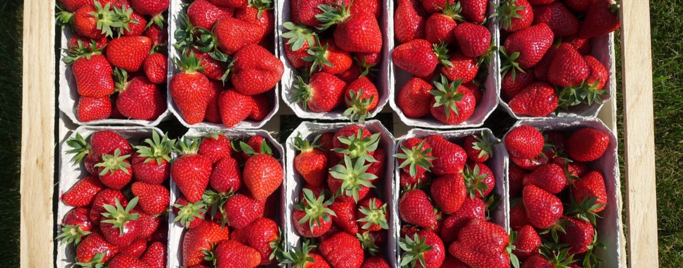 10 500g-Schalen frisch gepflückte Erdbeeren in der Steige